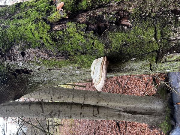 Práchnovec kopytovitý