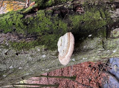 Práchnovec kopytovitý