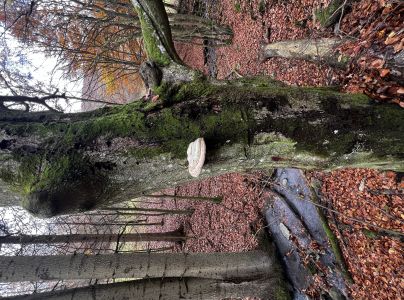 Práchnovec kopytovitý