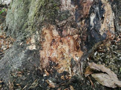 Podpňovka obyčajn&aacute;