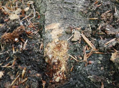 Podpňovka obyčajn&aacute;