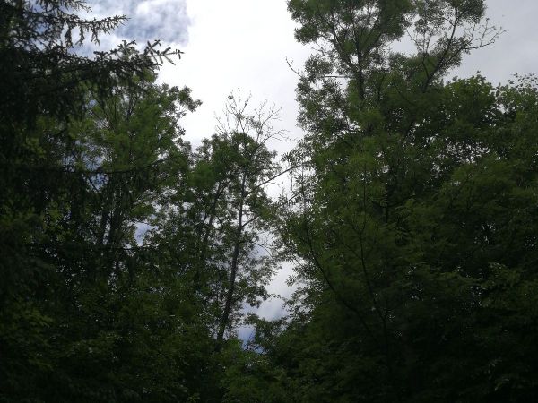 Podpňovka obyčajn&aacute;