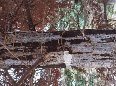 A - nejednoznačne určen&yacute;, nie sme si ist&iacute;