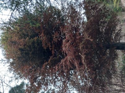 A - nejednoznačne určen&yacute;, nie sme si ist&iacute;