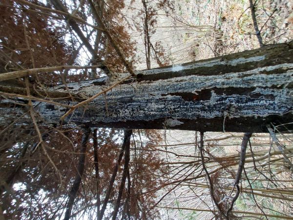 A - nejednoznačne určen&yacute;, nie sme si ist&iacute;