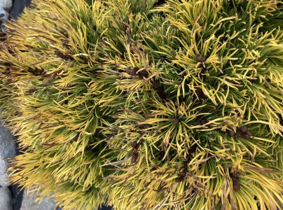 A - nejednoznačne určen&yacute;, nie sme si ist&iacute;