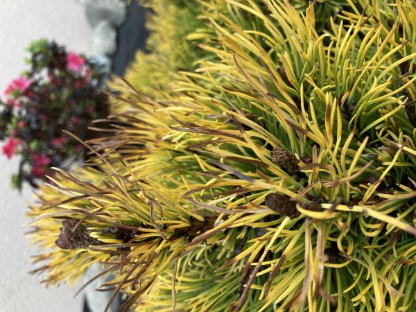 A - nejednoznačne určen&yacute;, nie sme si ist&iacute;