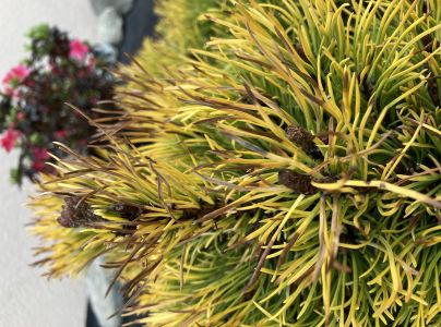 A - nejednoznačne určen&yacute;, nie sme si ist&iacute;