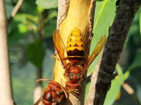 Sr&scaron;eň obyčajn&yacute;