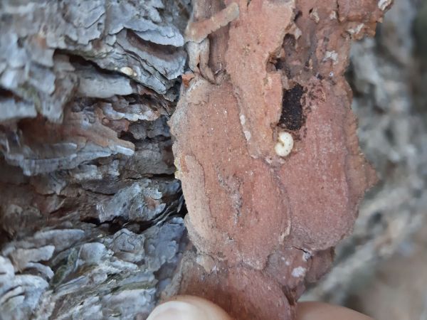 A - nie je v datab&aacute;ze