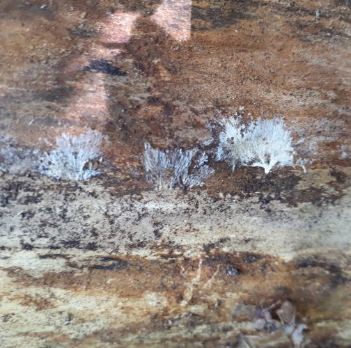 Ekaterina Chilakhsaeva