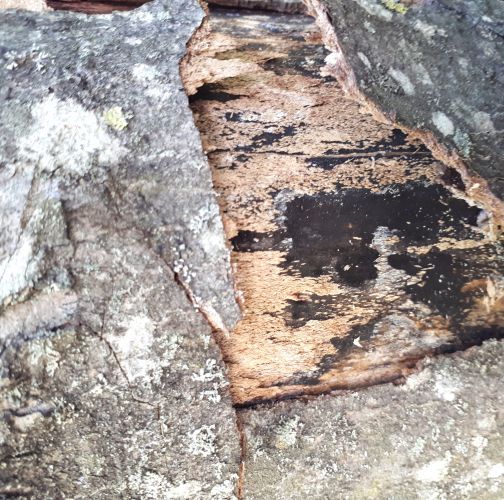 Ekaterina Chilakhsaeva