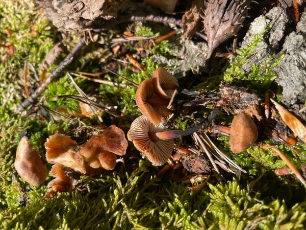 Plamienka zimn&aacute;