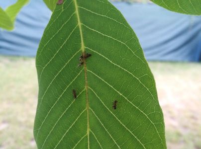 A - nie je v datab&aacute;ze