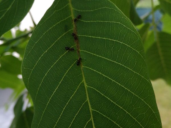 A - nie je v datab&aacute;ze