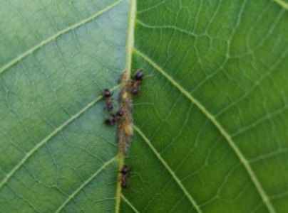 A - nie je v datab&aacute;ze