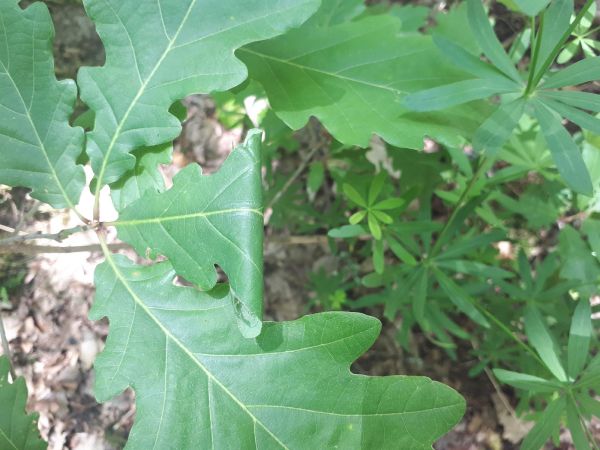 Obaľovač Archips xylosteana 