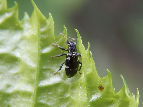 A - nie je v datab&aacute;ze