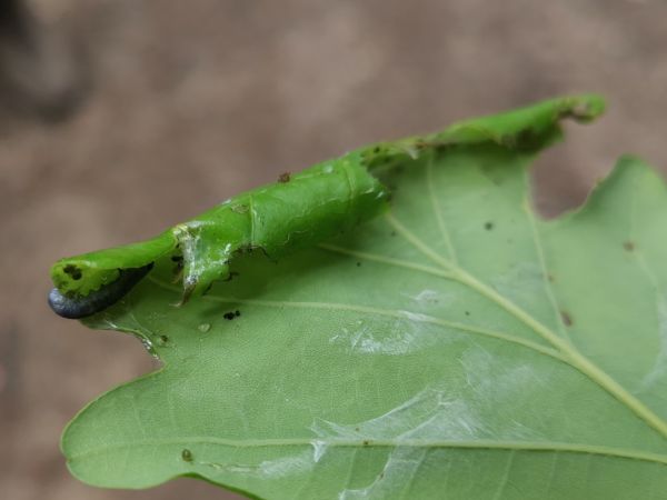 Obaľovač Archips xylosteana 