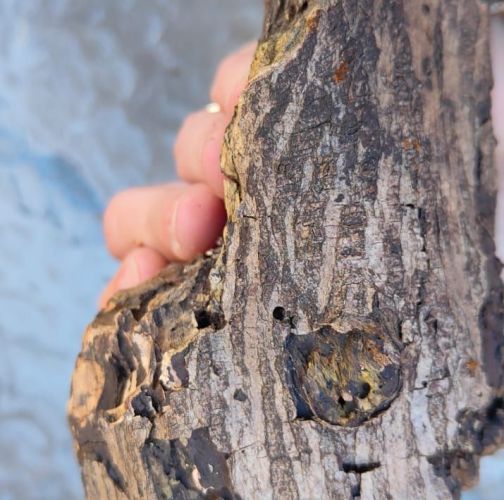 Miroslava Horáková 