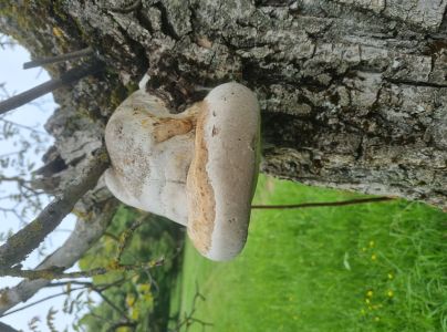 Pr&aacute;chnovec kopytovit&yacute;