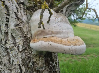 Pr&aacute;chnovec kopytovit&yacute;