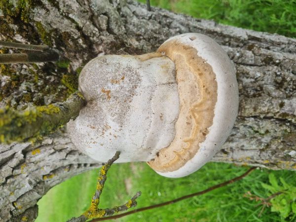 Pr&aacute;chnovec kopytovit&yacute;