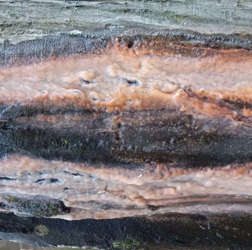 Katarína Havierniková