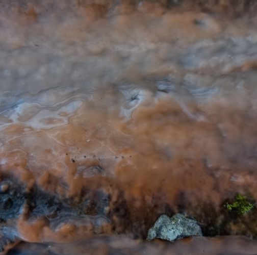 Katarína Havierniková