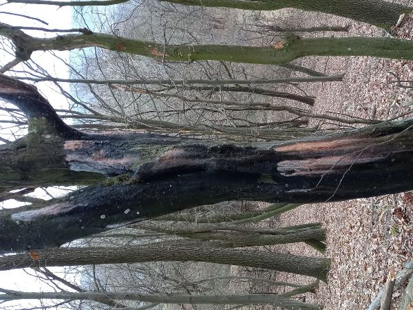 Kr&uacute;žkovanie stromov - ďateľ