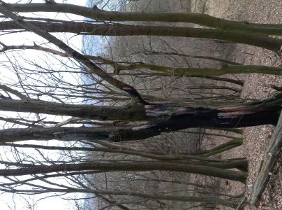 Kr&uacute;žkovanie stromov - ďateľ