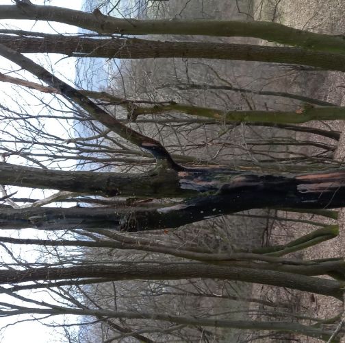 Katarína Havierniková