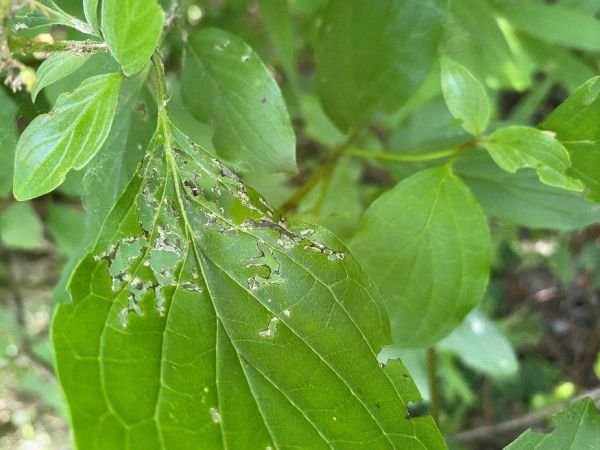A - nejednoznačne určen&yacute;, nie sme si ist&iacute;