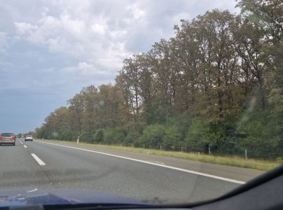 Sietnička dubov&aacute;