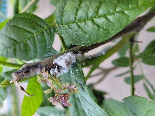 Dutin&aacute;rka orgov&aacute;nov&aacute;  