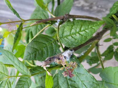 Dutin&aacute;rka orgov&aacute;nov&aacute;  