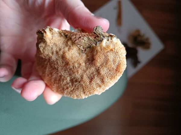 A - nejednoznačne určen&yacute;, nie sme si ist&iacute;