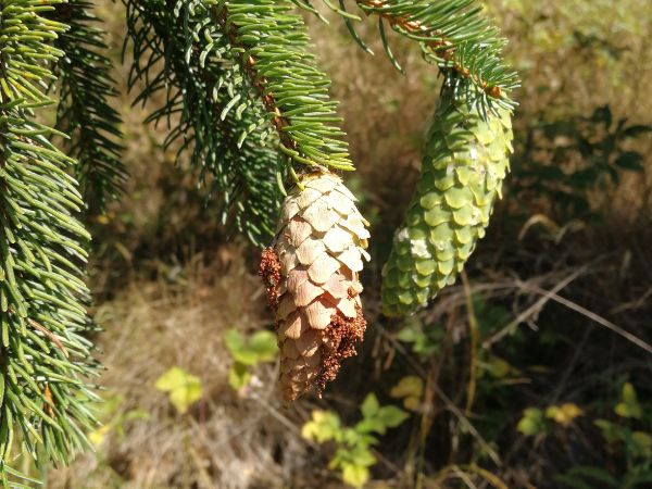 Vijačka smrekov&aacute; 
