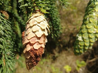 Vijačka smrekov&aacute; 