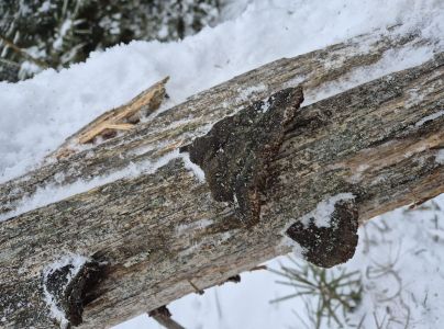 A - nejednoznačne určen&yacute;, nie sme si ist&iacute;