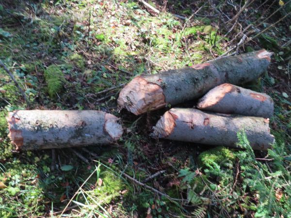 Bobor eur&oacute;psky 