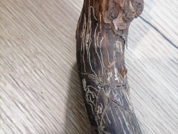 Lykožr&uacute;t dvojzub&yacute;