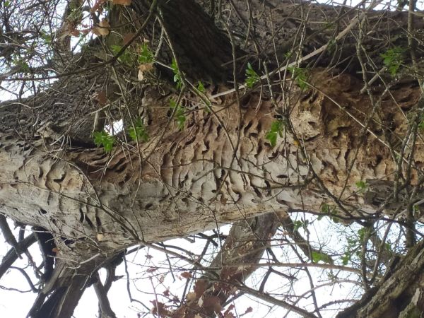 Fuz&aacute;č veľk&yacute;