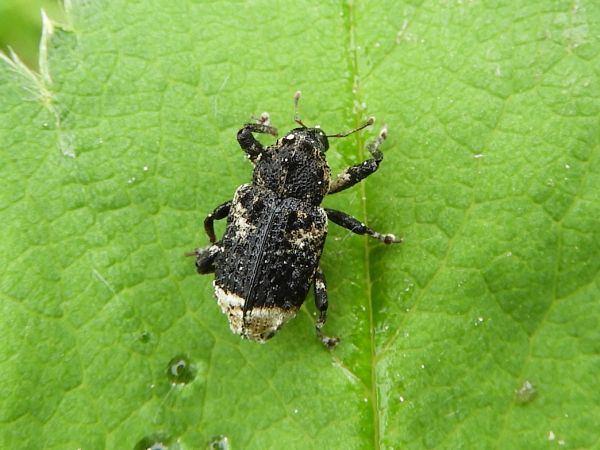 Krytonos jel&scaron;ov&yacute;