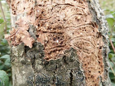 Lykokaz jaseňov&yacute;