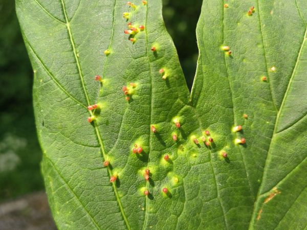 Vlnovn&iacute;k veľkozob&yacute;