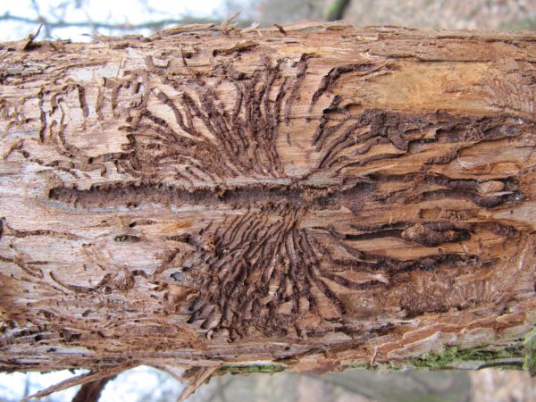Podk&ocirc;rniky Scolytus na breste