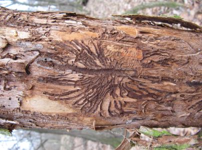 Podk&ocirc;rniky Scolytus na breste