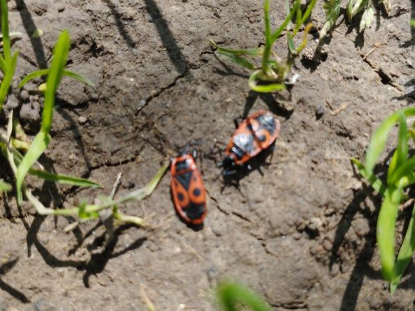 Cifru&scaron;a bezkr&iacute;dla 