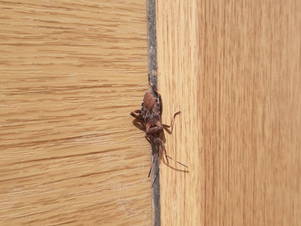 Obrubnica americk&aacute;